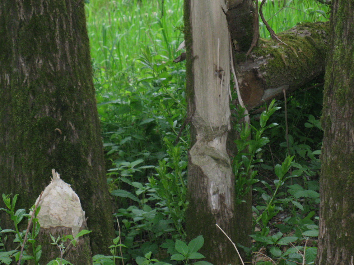 Ein angenagter Baum