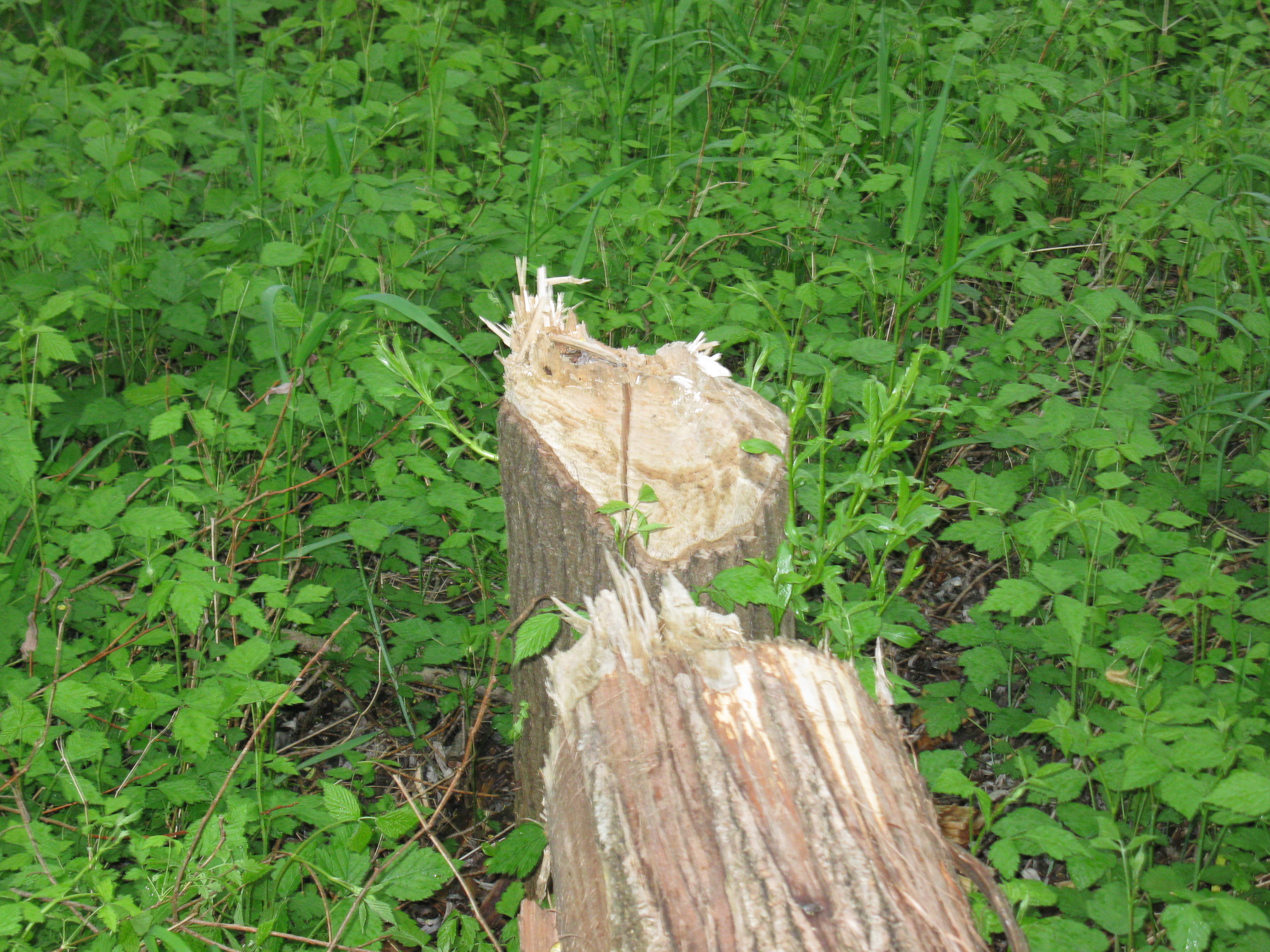 Ein angenagter Baum